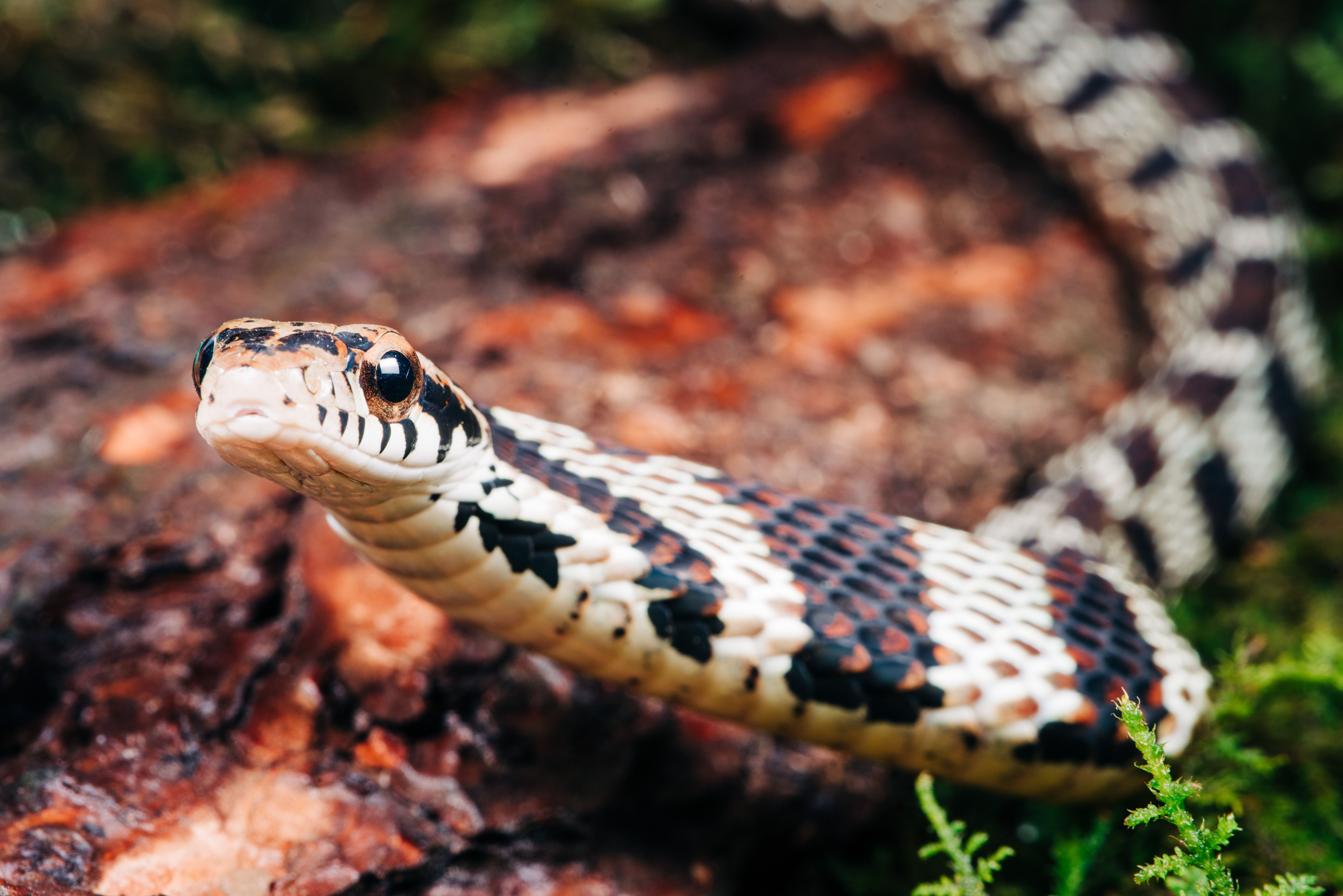 5 Terrifying Stories of Snakes Showing Up in People's Toilets