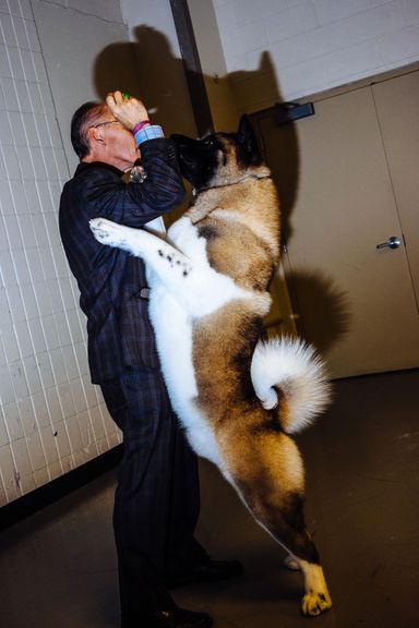 Akita Best In Show Westminster Akitas Estava Proportions Misunderstood