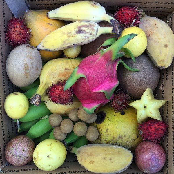 Miami Fruit Variety Box