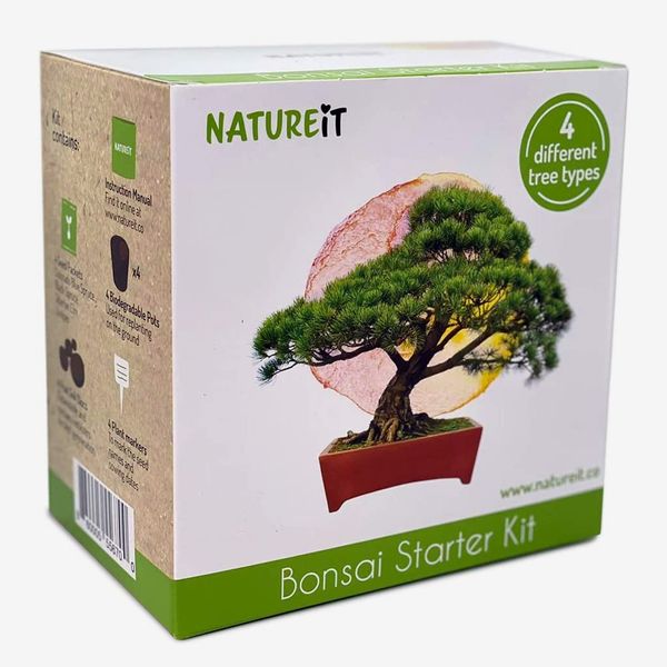 Natureit Bonsai Tree Seed Starter Kit