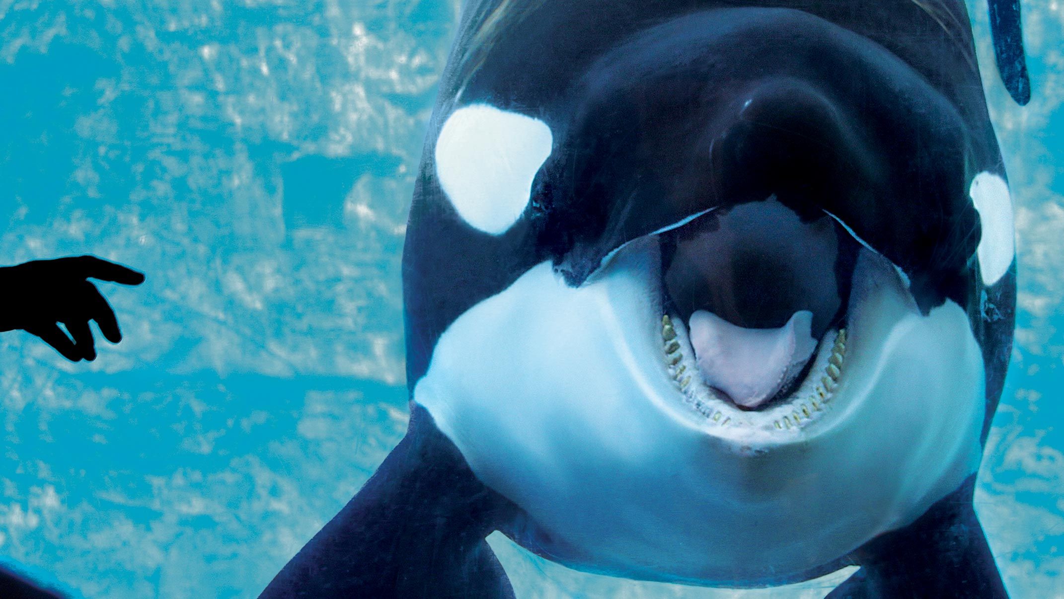 In the Battle at SeaWorld, the Whales Have Won -- NYMag.