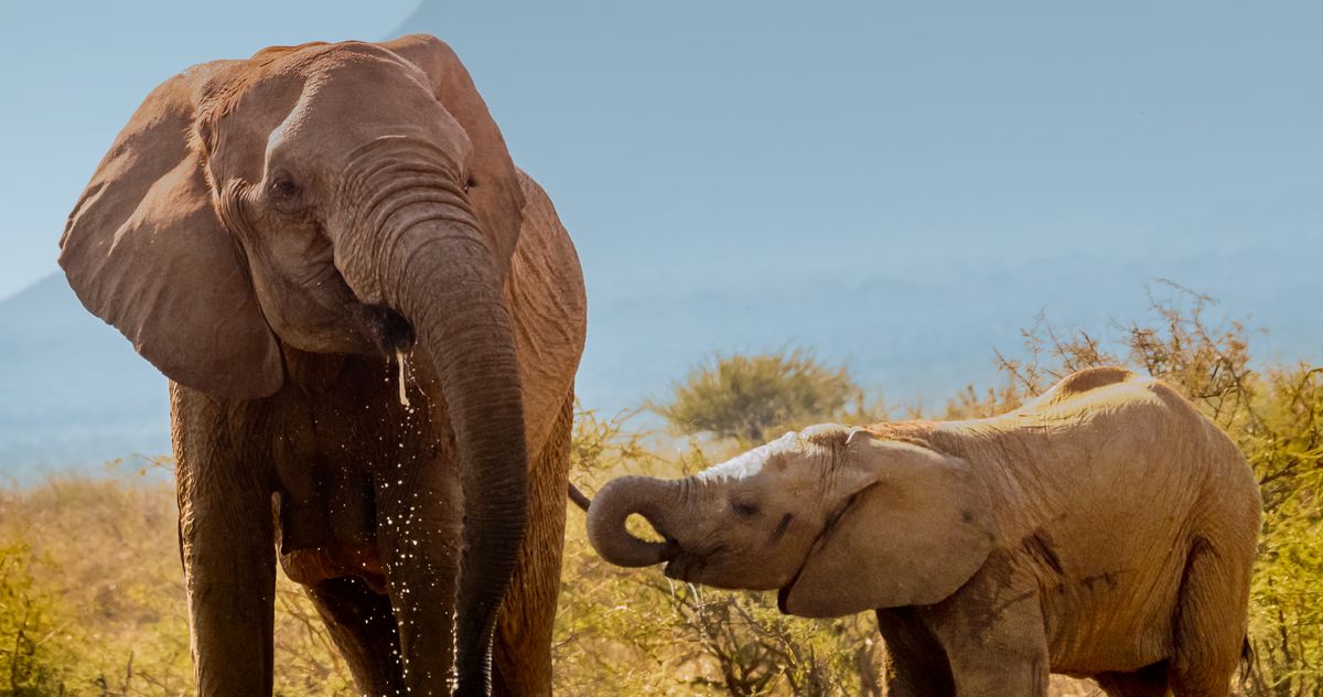 Hundreds of Elephants Are Dying, and No One Knows Why