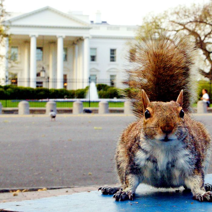A hungry ground squirrel that looks pretty well fed hunts for food in Lafayette Park across from the White House early 10 April, 2002 as the sun starts to rise over the Washington, DC, area. 