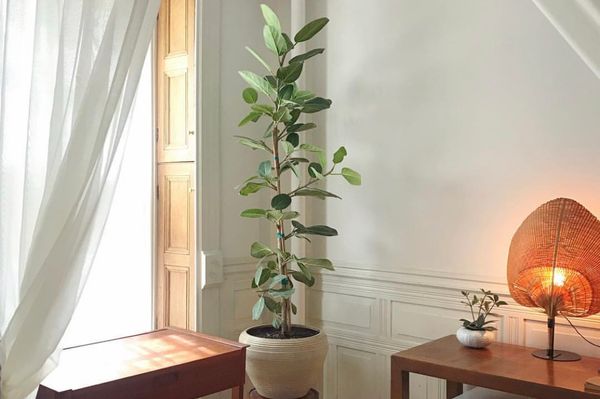 dracaena dracaena sp Dracaena Marginata 'Sunshine' | Indoor Plant | Tropical Plant | Potted  Plant