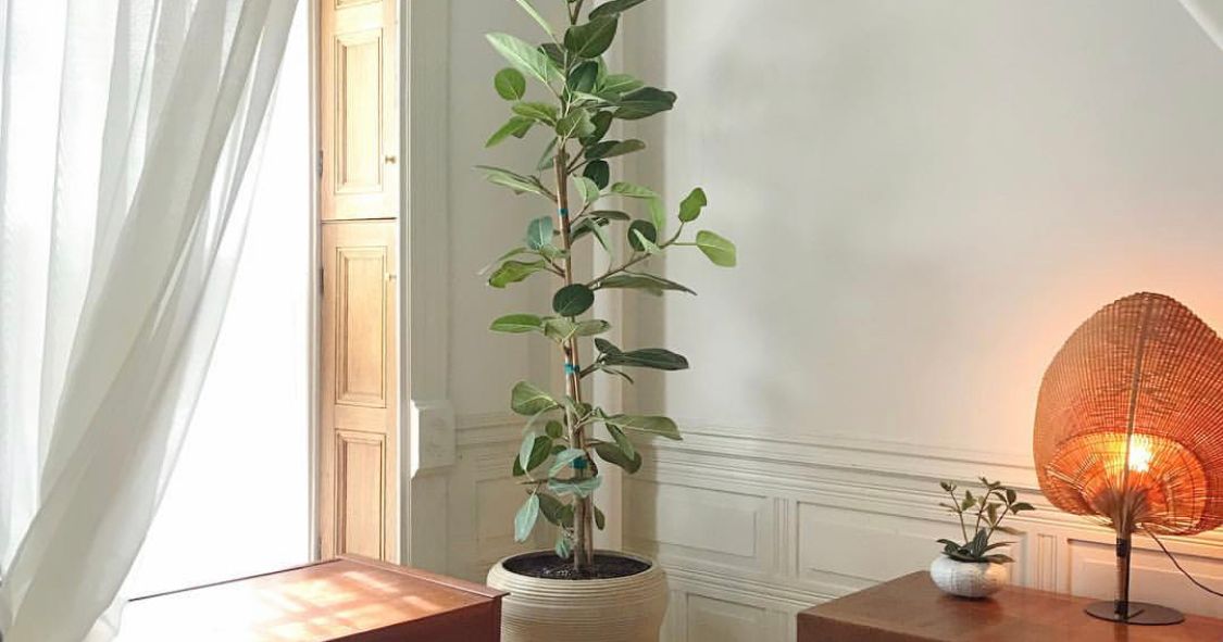 Is Ficus Audrey The Next Fiddle Leaf Fig The Strategist Is Ficus Audrey The Next Fiddle Leaf Fig The Strategist