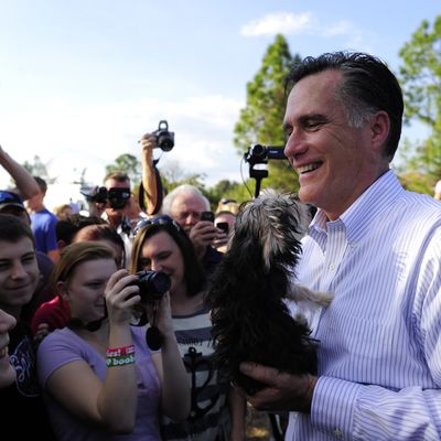 Republican presidential hopeful Mitt Romney holds a small dog handed over by a supporter after speaking at a 