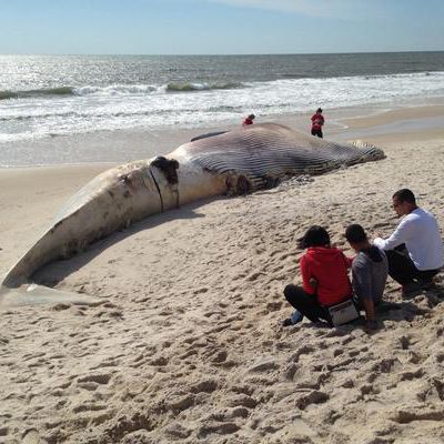 This Humongous Whale Washed Up Dead on Long Island