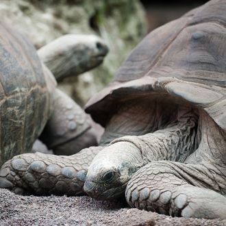 Aldabra tortoises are housed inside the new wing of the Bioparco, dedicated to giant turtles, on January 24, 2012 in Rome, Italy. The Aldabra tortoise is the largest turtle in the world after the Galapagos turtle and lives on the island of Aldabra in the Seychelles archipelago. It can weigh up to 250 pounds, grow to over a meter in length and live to more than a hundred years. This species is highly endangered with only a a small number left in the world.