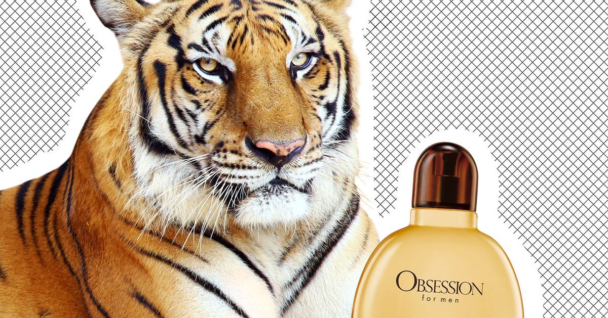 Big Cats Love Calvin Klein's Obsession for Men