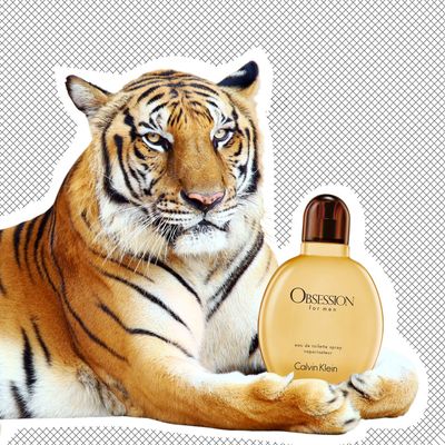 Big Cats Love Calvin Klein's Obsession for Men