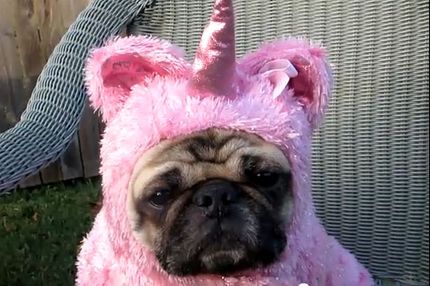 pugicorn stuffed animal