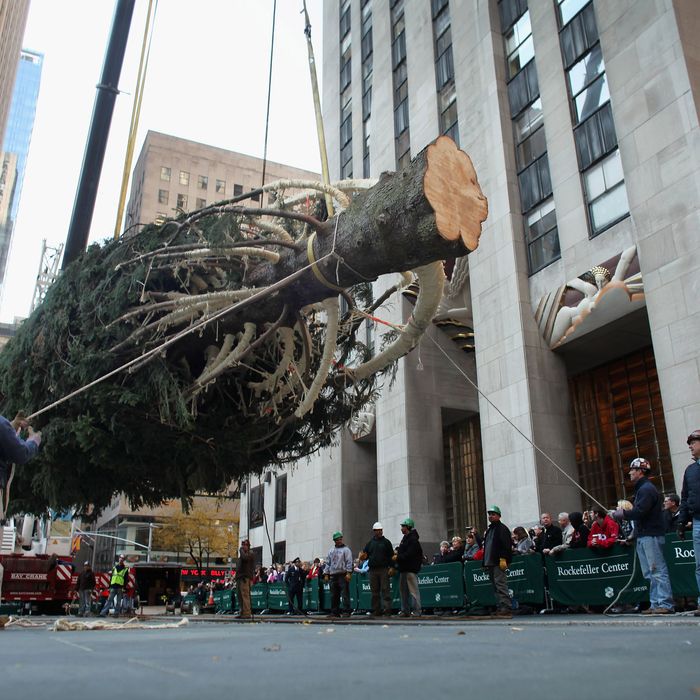 NEW YORK, NY - NOVEMBER 11: Workers raise the Rockefeller Center Christmas Tree on November 11, 2011 in New York City. This year's tree is a 74-foot Norway Spruce and was cut down November 9 in Mifflinville, Pennsylvania and then moved to Manhattan on a flatbed trailer. The lighting of the tree is the traditional start to the holiday season in New York City. (Photo by Spencer Platt/Getty Images)