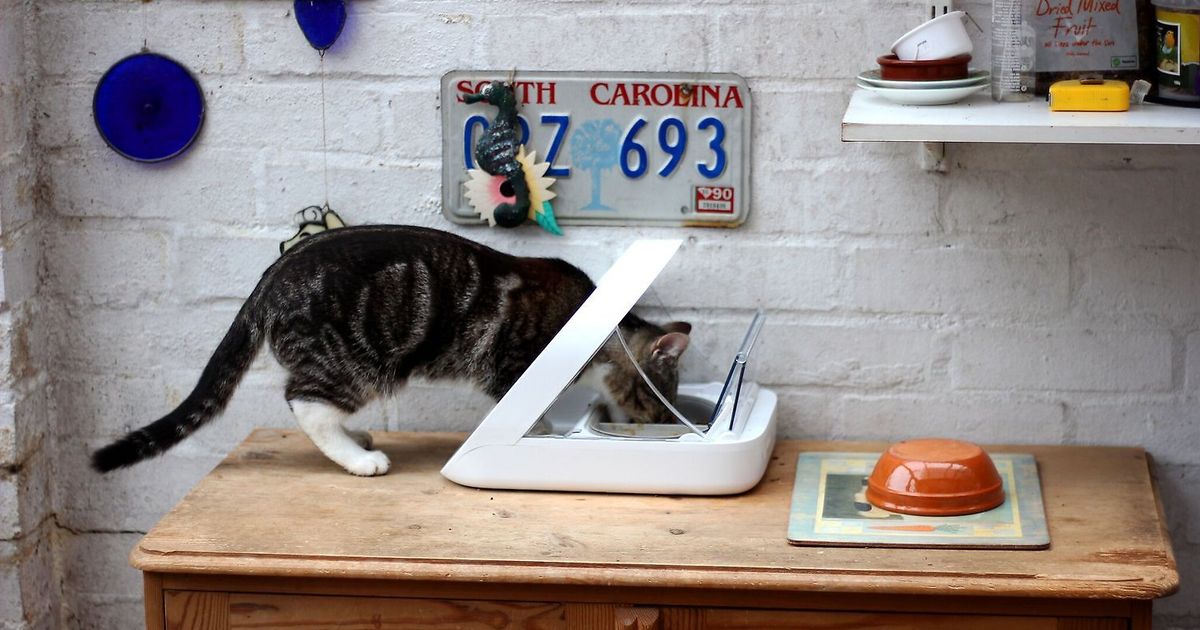 Cat Elevated Feeders in Cat Feeders, Fountains, and Bowls
