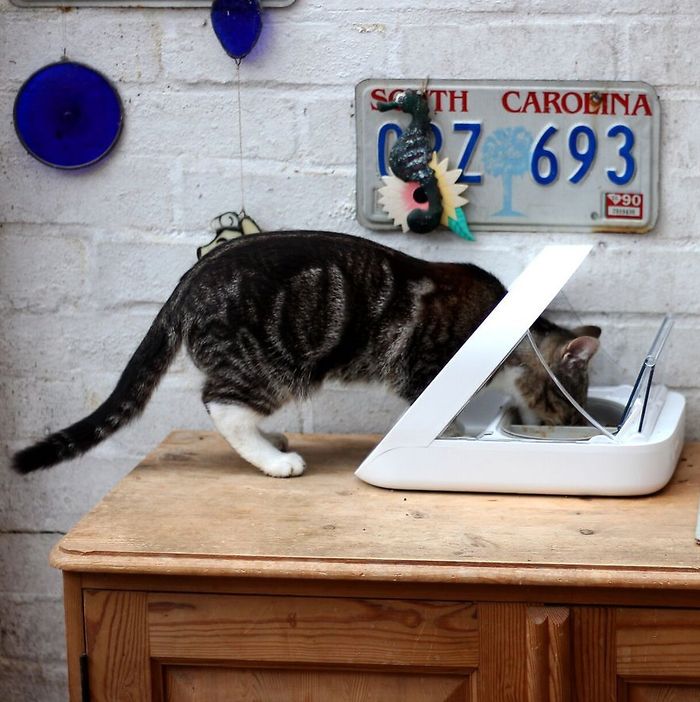 cat operated food dispenser