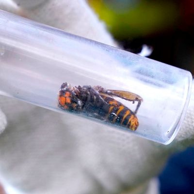 Murder Hornet Nest Located, Destroyed In Washington State