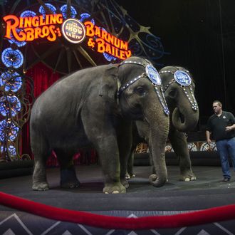 US-ENTERTAINMENT-CIRCUS-ELEPHANTS