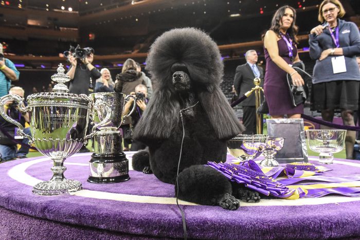 Westminster Dog Show Winner Siba Is Glamorous As Hell