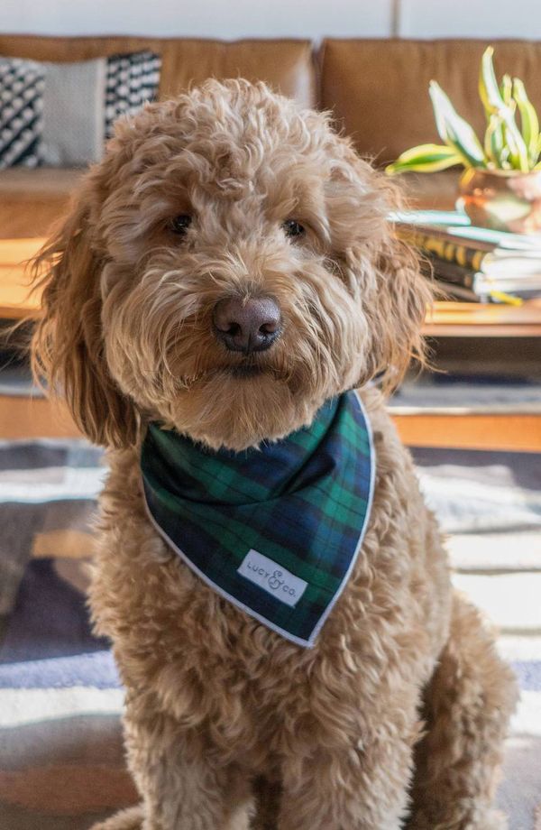 Lucy and Co. the Arlo Plaid Dog Bandana