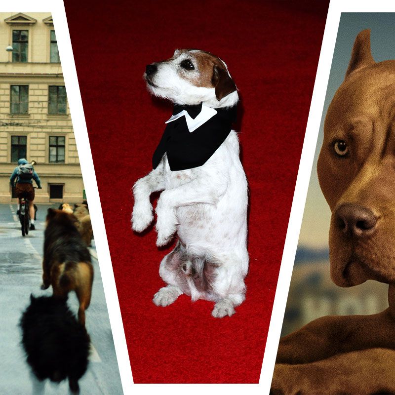 800px x 800px - The Best Winners of the Palm Dog Award at Cannes