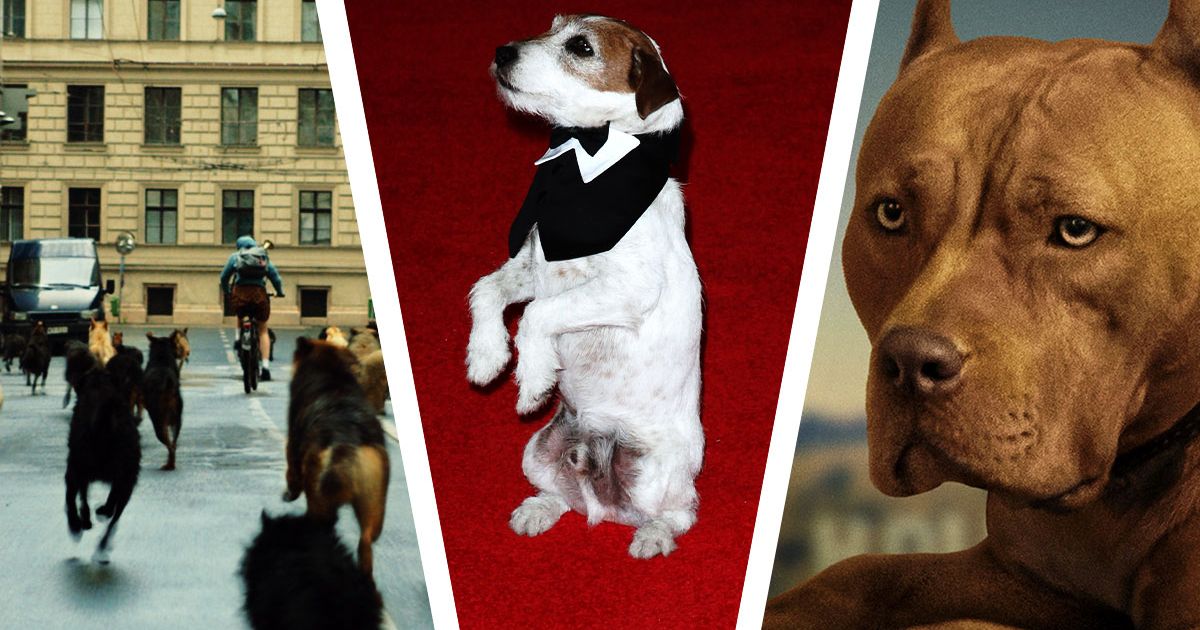The Best Winners of the Palm Dog Award at Cannes