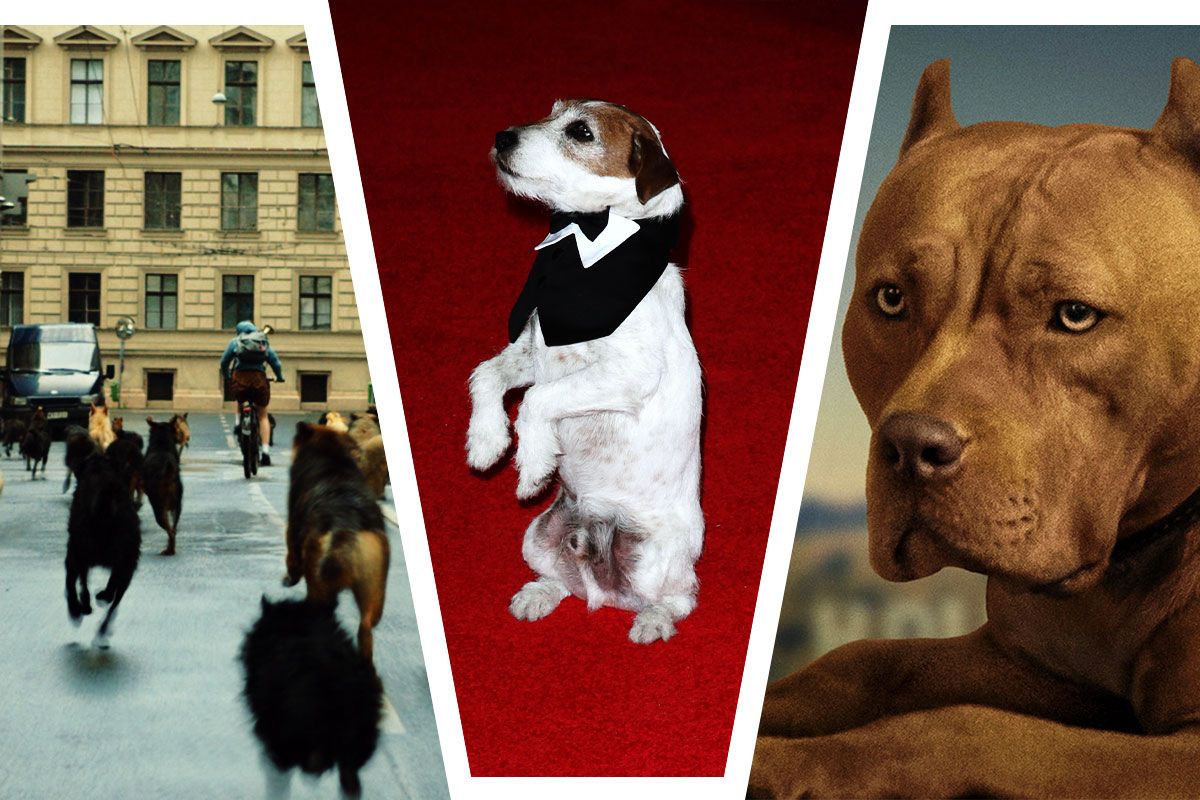 1200px x 800px - The Best Winners of the Palm Dog Award at Cannes