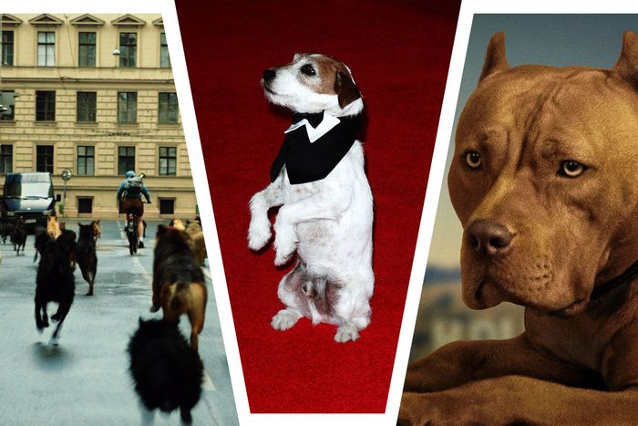 The Best Winners of the Palm Dog Award at Cannes 