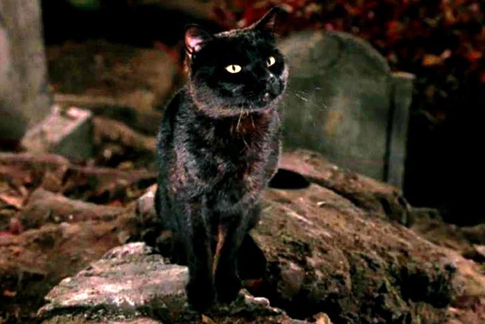 Famous Cat Performances In Movies Ranked