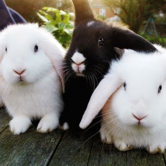 Brooklyn DA Investigating Adorable Fuzzy Bunnies