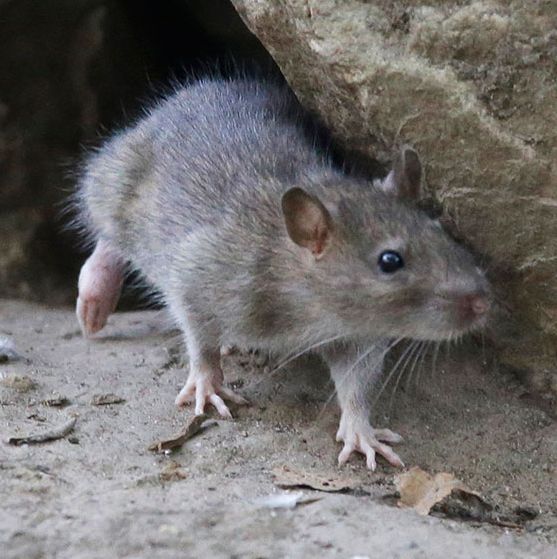 Rodents: carrying the plague for centuries.