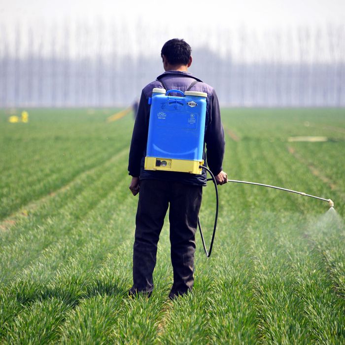 EPA Chief Declines To Ban Pesticide Linked To Fetal Damage