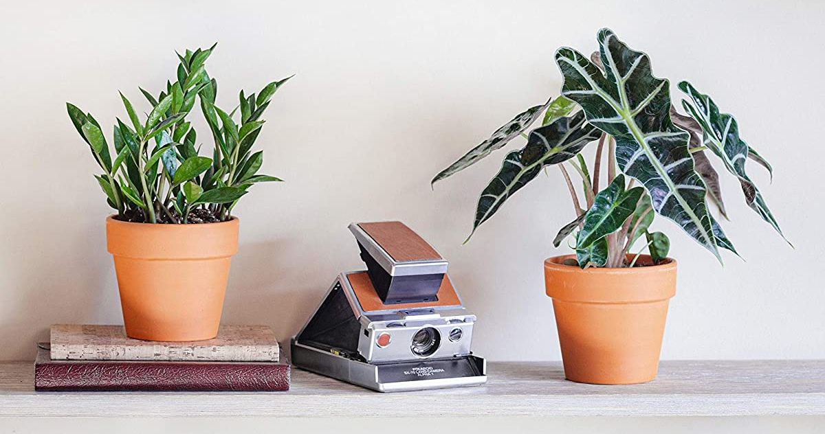25 Best Indoor Plants on Amazon 2021 Fiddle Leaf and More The Strategist