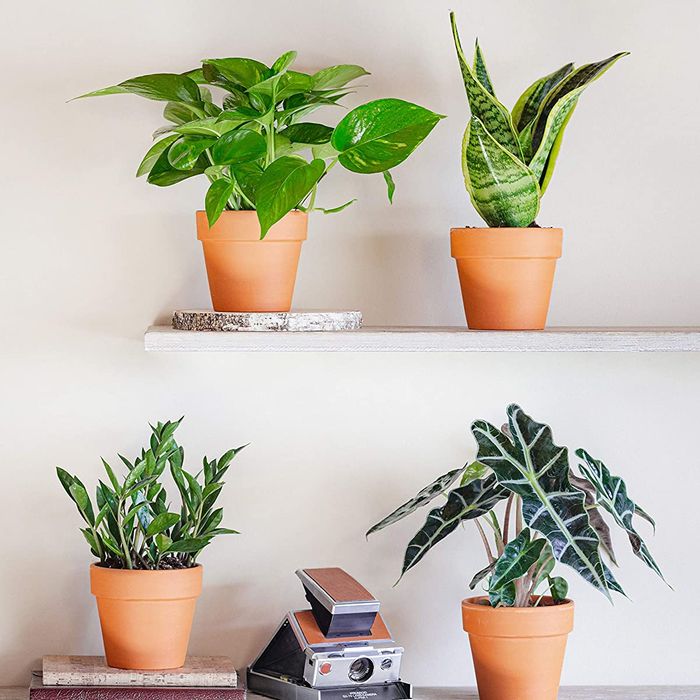 Indoor plant selection guide