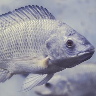 Fish Tialpia Blue and an ocean underwater