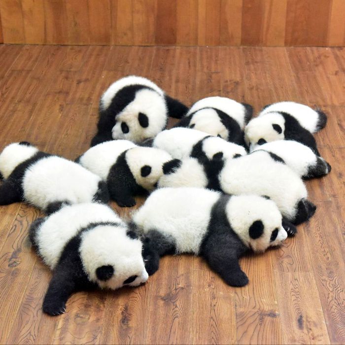 Baby pandas!