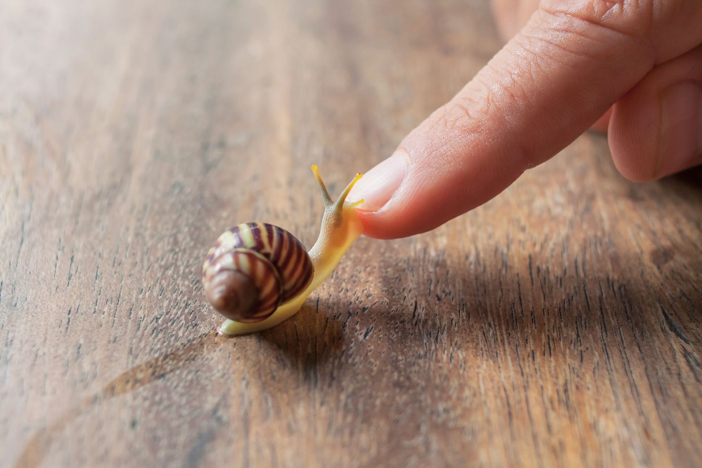 Does Slimy Snail Cream Do Anything for Your Face?
