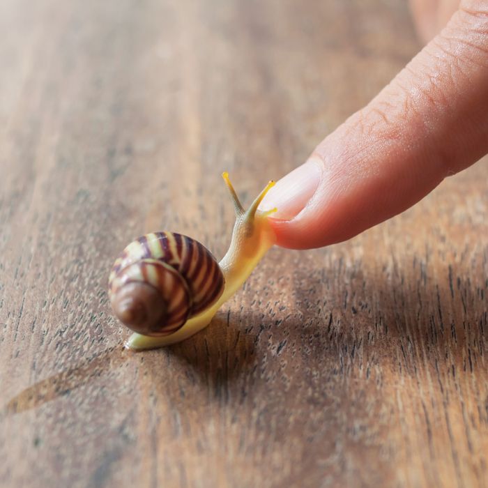 Does Slimy Snail Cream Do Anything For Your Face