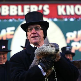PUNXSUTAWNEY, PA - FEBRUARY 02: Groundhog co-handler Ron Ploucha holds Punxsutawney Phil after Phil didn't see his shadow and predicting an early spring during the 127th Groundhog Day Celebration at Gobbler's Knob on February 2, 2013 in Punxsutawney, Pennsylvania. The Punxsutawney 'Inner Circle' claimed that there were about 35,000 people gathered at the event to watch Phil's annual forecast. (Photo by Alex Wong/Getty Images)