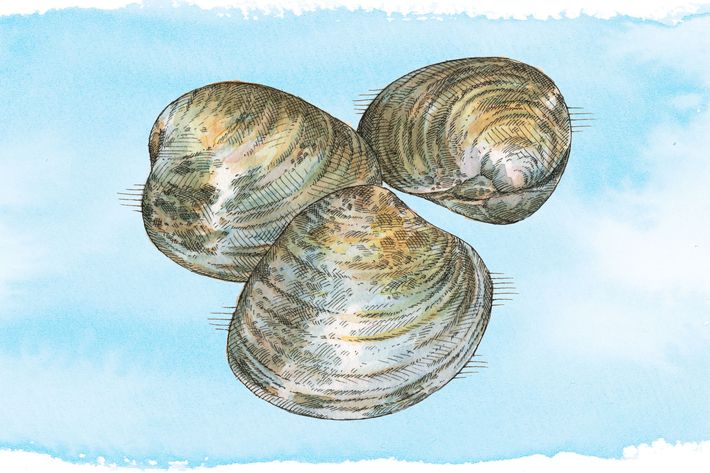 Clams