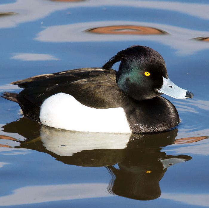 A tufted duck.