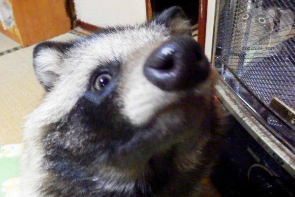 a dog that looks like a fluffy raccoon