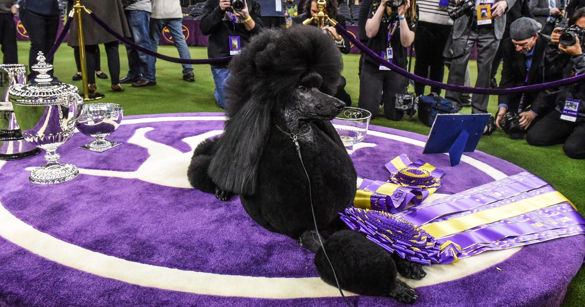 What Westminster Handlers Use And Wear The Strategist