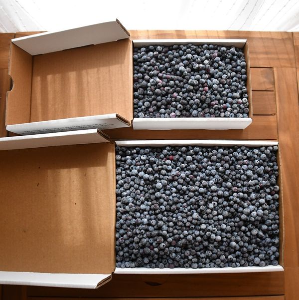 Josh Pond Organic Hand-Raked Blueberries