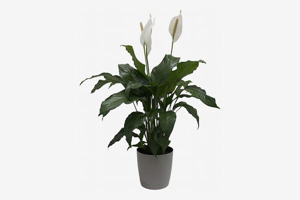 Costa Farms Peace Lily, 3 Feet Tall in Décor Planter