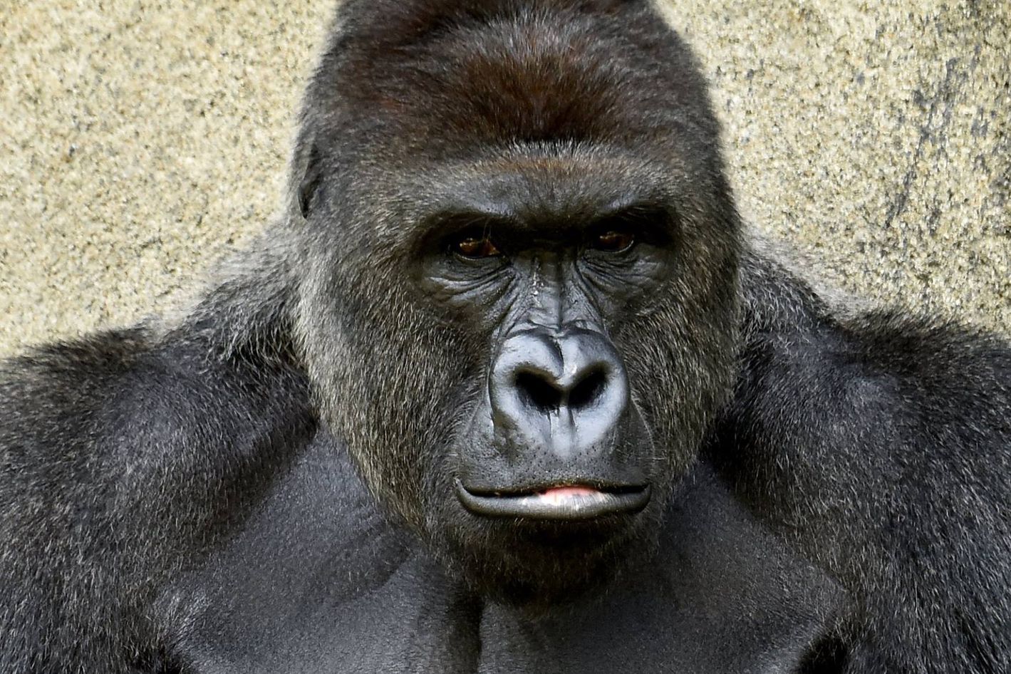 Cincinnati Zoo: 'We Are Not Amused by the Memes'