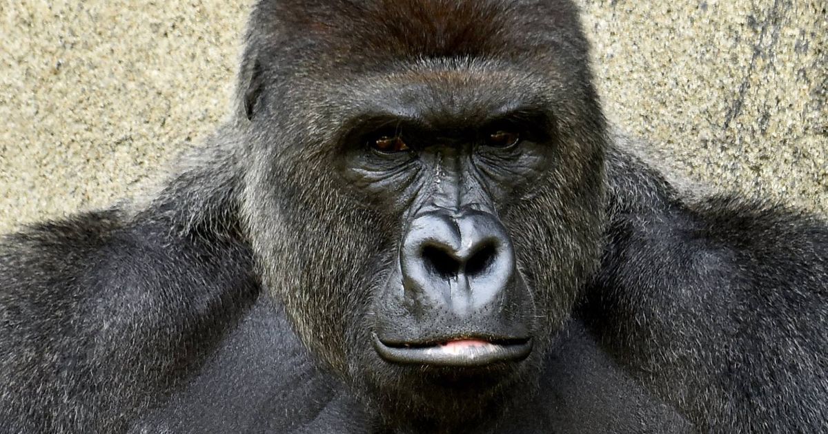 Cincinnati Zoo 'Not Amused' By Harambe Memes - CBS Los Angeles