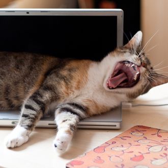 yawning cat on laptop