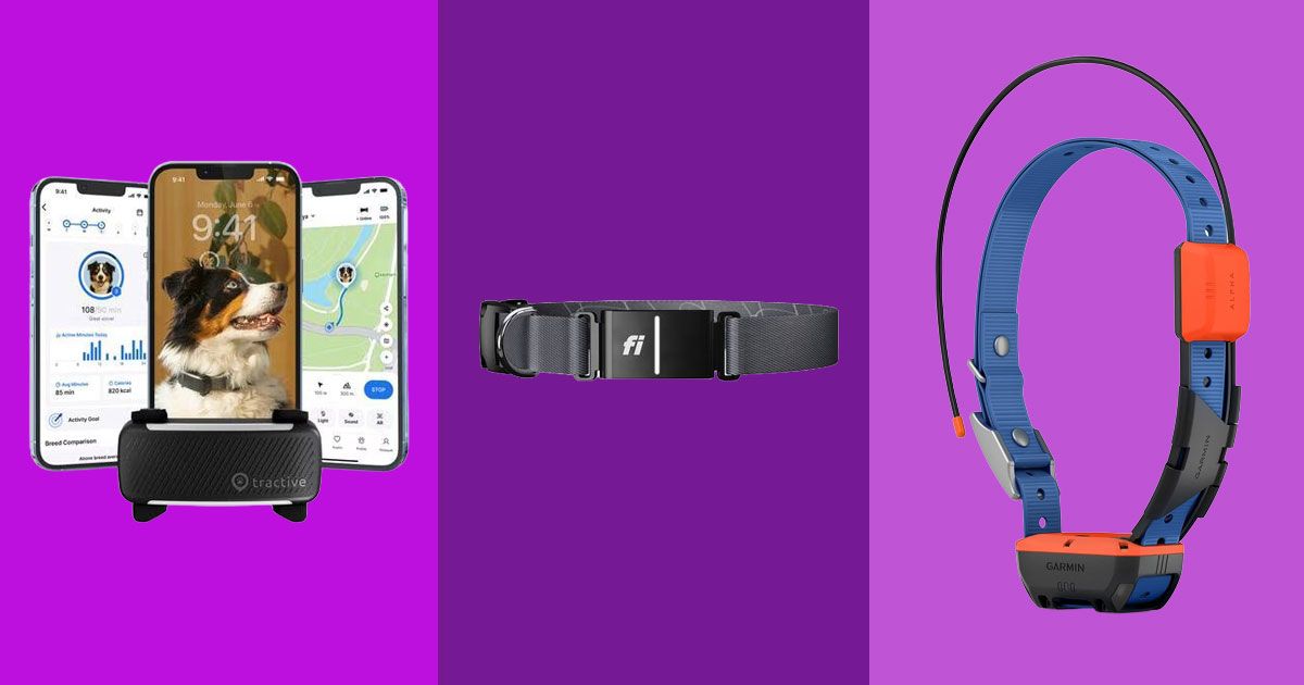 The Best GPS-Tracking Dog Collars, According to Pet Experts