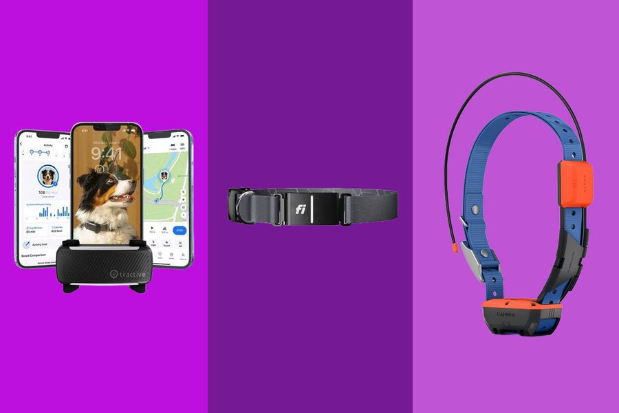The Best GPS-Tracking Dog Collars, According to Trainers and Veterinarians