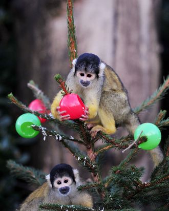 Witnesses of the London Zoo love triangle