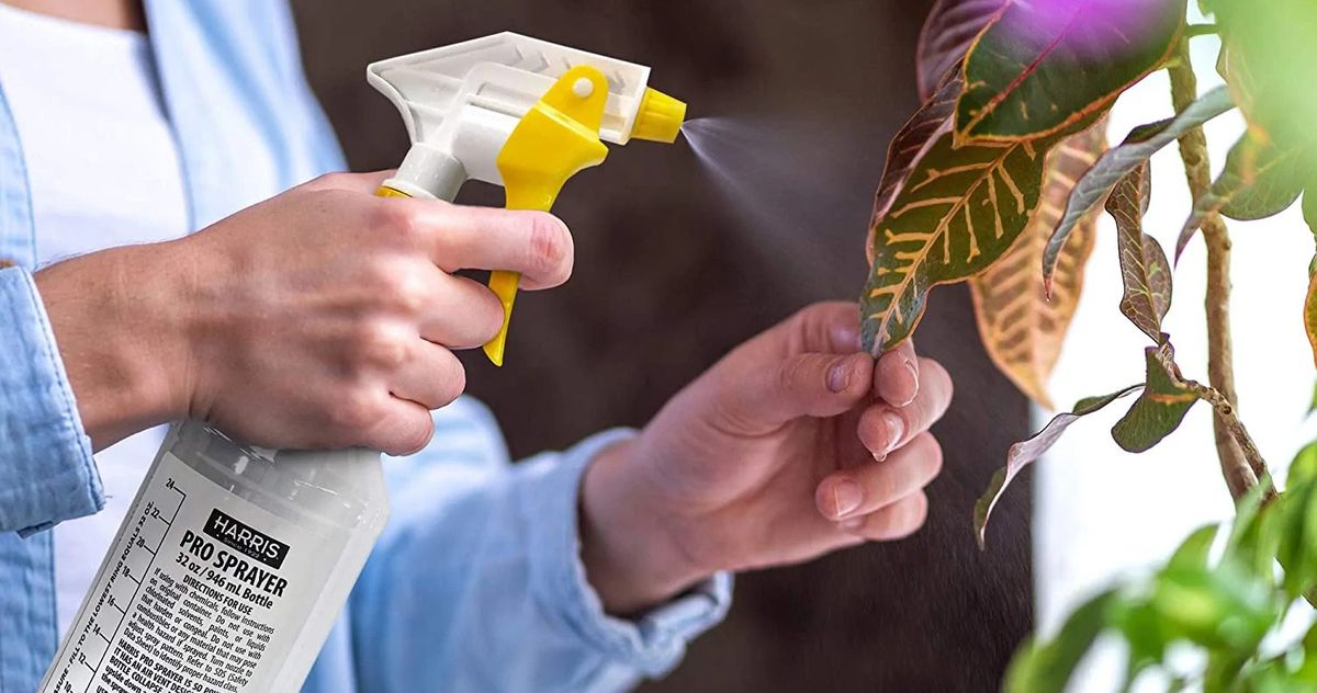 6 Best Plant Misters 2022 The Strategist